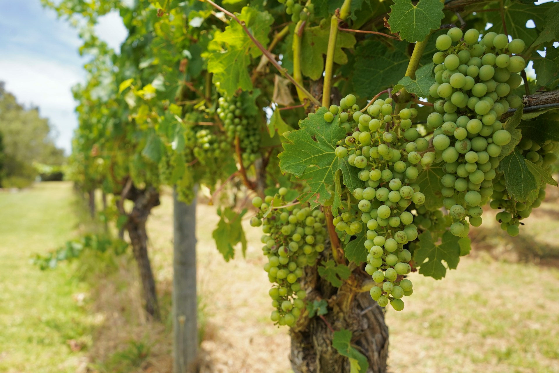 Cave à vin privée d'exception